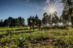 Ein Zebra im Lübtheener Mühlenweg.Oder ???? (02.07.2018)