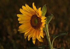 Eine Sonnenblume ist auch immer ein schönes Motiv. (14.08.2018)