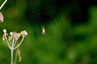 Nur eine Spinne auf Posten.( 14.08.2018)