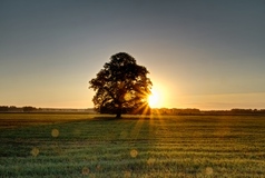 Ein Morgen nähe Lübtheen.Die Linde habe ich über Jahre schon so oft abgelichtet.Es lohnt sich für mich immer wieder.Die könnte auch im Abenteuerland stehen.(26.08.2018) 