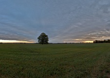 Eine Linde am Morgen(28.09.2018)