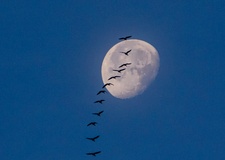 Die Gänse sind etwas näher drann am Mond wie ich es bin.Nur ein vorbeiflug.( 28.10.2018)