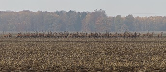 Rotwild nähe Göslow. (10.11.2018)