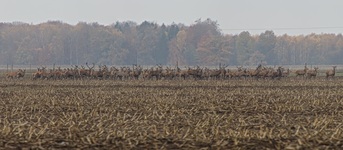 Rotwild nähe Göslow. (10.11.2018)