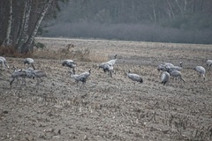 Auch ein schöner Vogel.Und Glück brauchen wir alle irgendwie.
Der Schöpfer, der Fotos natürlich.