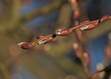 Die Weidenkätzchen im Februar. ( 14.02.2019 )