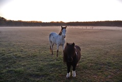 Ein Morgen in Rosien bei Neuhaus.( 04.2019 )