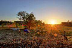 Morgens in Gudow bei Lübtheen.( 12.05.2019 )