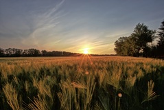 Ein Morgen in der Lansch nähe Lübtheen.( 30.05.2019 )