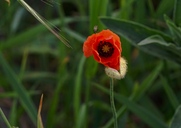 Eine Mohnblüte ist immer ein Motiv wert.(02.06.2019)