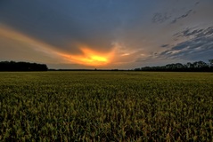 Ein Morgen nähe Lübtheen.(15.06.2019)