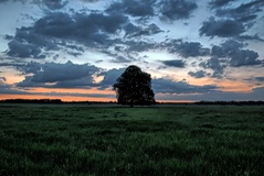 Ein Morgen im Rögnitztal.( 23.06.2019 )