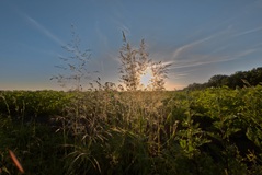 Gegenlicht Pur.Warum oft solche Gegenlichtfotos ?.So mein Ding.Und es soll auch so bleiben.Der Schöpfer der Fotos. ( 29.06.2019 )