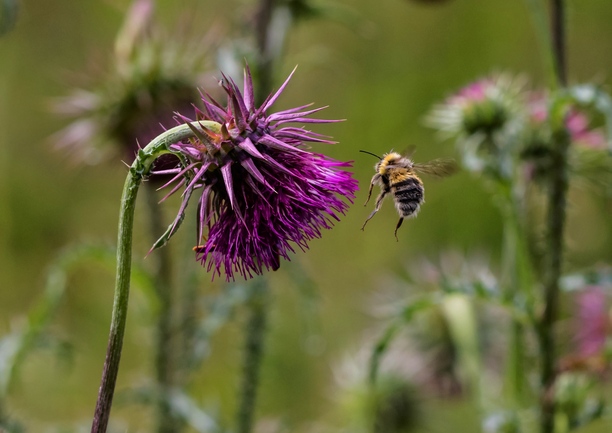 distel.jpg