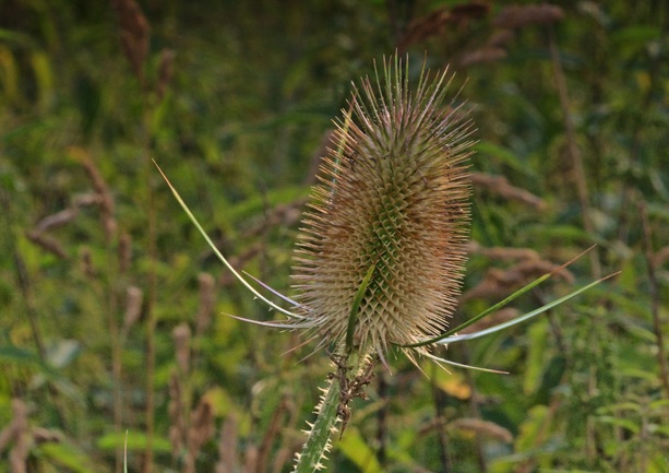 5l6a3150-hdr-kopie-ji-kopie.jpg