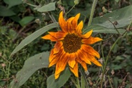 Sonnenblume ( 06.08.2019 )