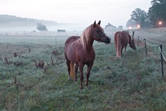 In Rosin bei Lübtheen.( 31.08.2019 )