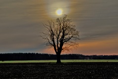 Nähe Briest bei Lübtheen. ( 28.12.2019 )