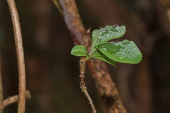 Es Grünt so Grün schon am ( 19.01.2020 ) Nicht Gut für die Natur.