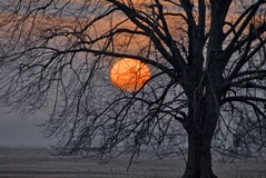 Ein Morgen und eine einsame Linde im Rögnitztal. ( 27.01.2020 )