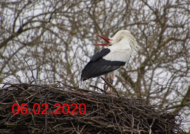 storch-06-02-2020-kopie-1.jpg