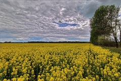 Rapsblüte am ( 25.04.2020 )