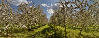 Die Obstblüte in Schwechow. ( 04.05.2020 )