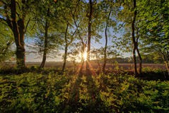 Ein Morgen nähe Lübtheen. ( 17.05.2020 )