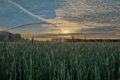 Regner nähe Lübtheen.( 21.05.2020 ) Vatertag.