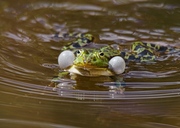 Ein kleiner Teich zu Hause. Und viele Frösche zu Hause.Auch Natur. Oder ?????