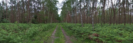 Wald nähe Gudow bei Lübtheen. ( 08.06.2020 )