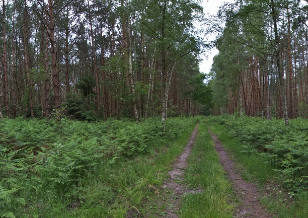 wald-mit-farne-ji-kopie-kopie-ji.jpg