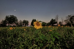 Ein Sonnenblumenfeld nähe Neu-Lübtheen. ( 07.08.2020 )