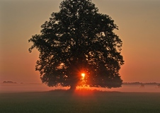 Ein Morgen im Rögnitztal ( 08.08.2020 ) 