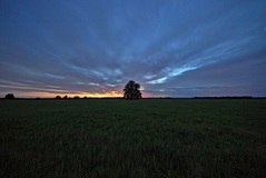 Eine einsame Linde im Rögnitztal. ( 23.08.2020 )