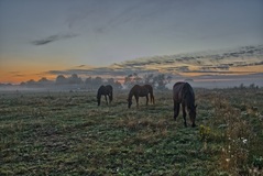 Pferde am Morgen nähe Lübtheen.