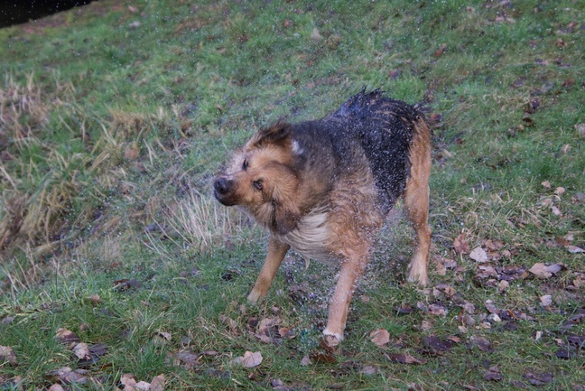 hund-1.jpg