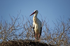 Der erste Storch in Herrenhof an der Elbe am ( 19.02.2021 )