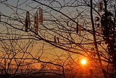 Abendstimmung im Lübtheener Mühlenweg. ( 02.03.2021 )