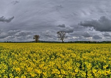 Ein Rapsfeld an der Elbe. ( 13.05.2021. ) Vatertag. Auch Großvatertag.