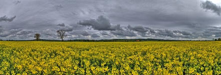 Ein Rapsfeld an der Elbe. ( 13.05.2021. ) Vatertag. Auch Großvatertag.