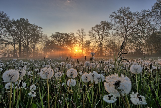 pusteblume-2-kopie.jpg