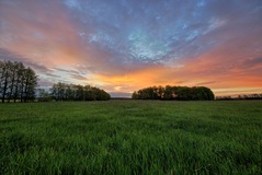 Nähe Neu-Lübtheen. ( 23.05.2021 )