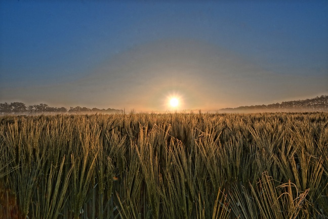 sommergerste-kopie-2.jpg