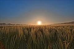 Die Sommergerste am Morgen. (30.05.2021 )