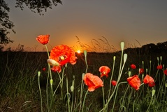 Klatschmohn im Zenit. ( 07.2021 )