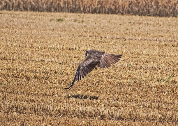 5l6a4168-kopie-ji.jpg