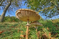 Ein Parasol ( Schirmling ) 10.10.2021.