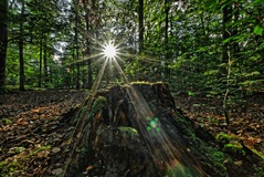 Lichtzauber nähe Gudow bei Lübtheen. ( 11.10.2021 )