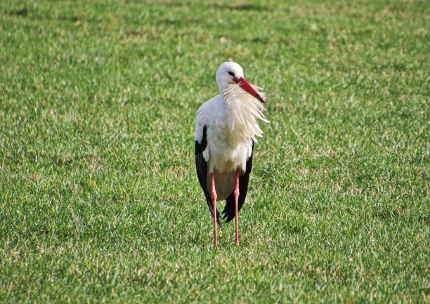 storch-kopie.jpg